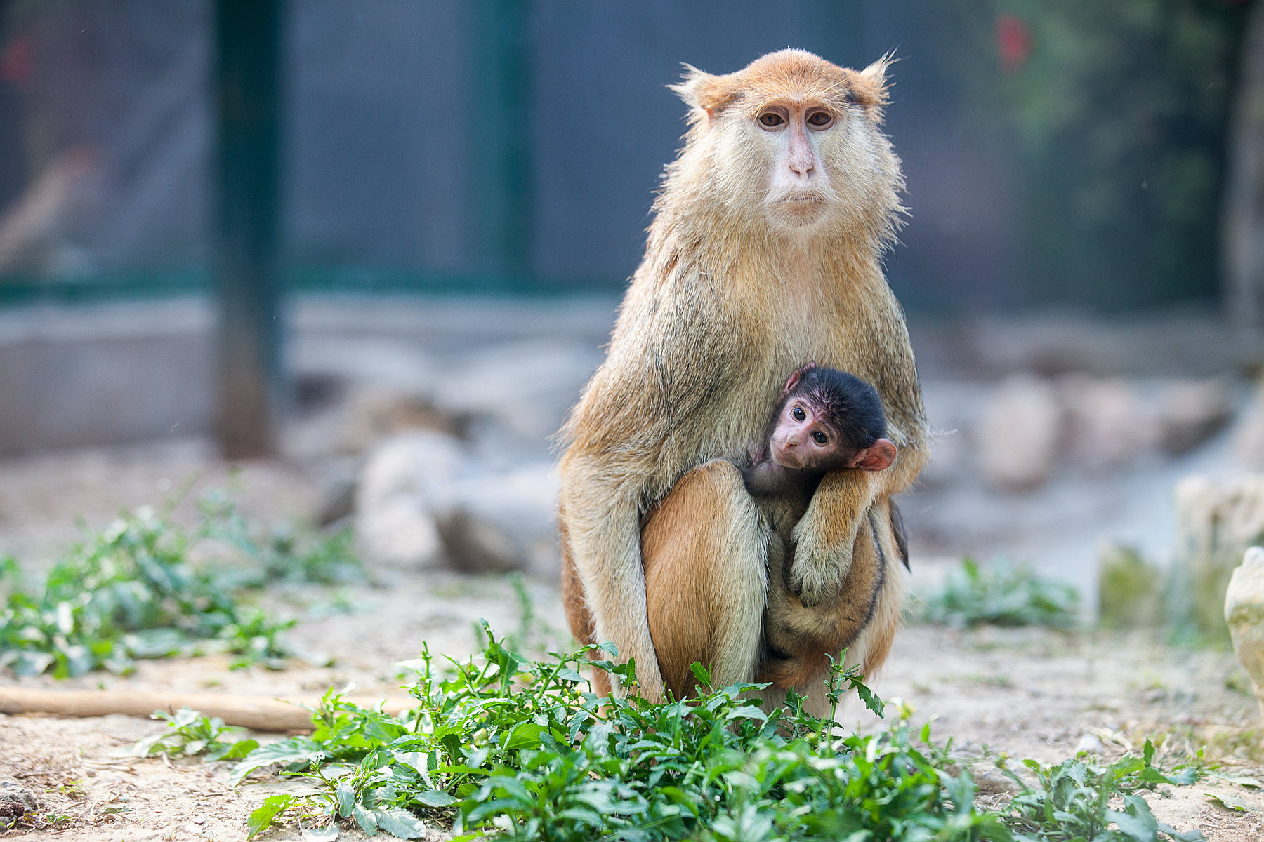 护士节的福利有点“可爱”！郑州动物园新增一批“萌宠”更是吸睛 