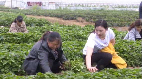 唐河姊妹花 网上卖红薯苗每天发货近千件